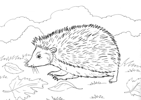 Online coloring book: Coloring book hedgehog on the grass